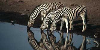 Südafrika, Namibia: Namibia: Wüste Namib, Damaraland & Etoscha - Trinkende Zebras